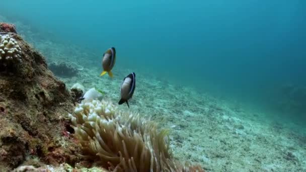 El mundo submarino de Bali Indonesia . — Vídeos de Stock