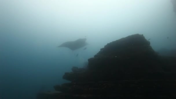 Óriás Manta Ray Birostris óceán tenger tengeri élet. — Stock videók