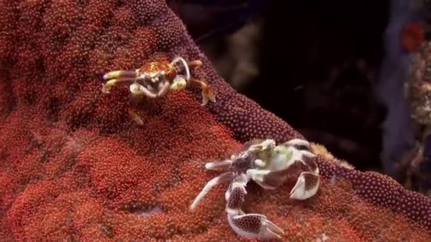 Beautiful small crabs on surface of an anemone. — Stock Video