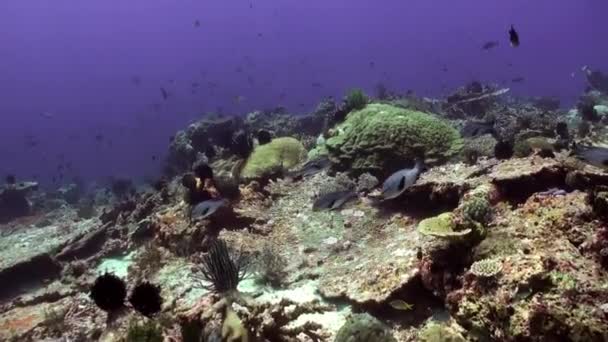 School van blauwe vissen in het schone zee reef. — Stockvideo