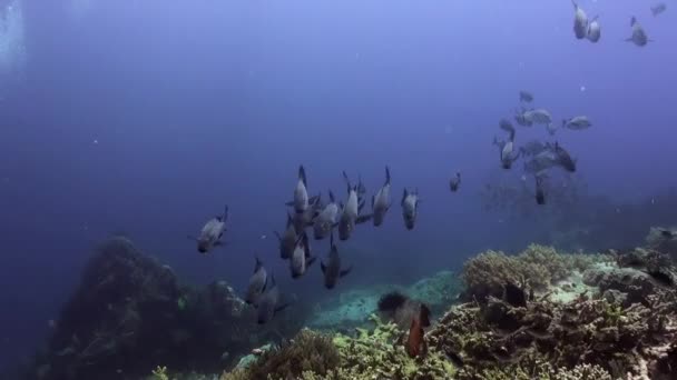 School van blauwe vissen in het schone zee reef. — Stockvideo