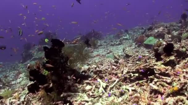 School van blauwe vissen in het schone zee reef. — Stockvideo