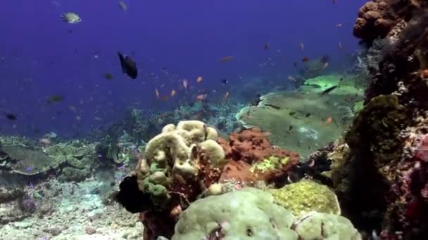 School van blauwe vissen in het schone zee reef. — Stockvideo