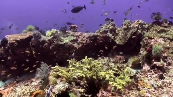 School van blauwe vissen in het schone zee reef. — Stockvideo