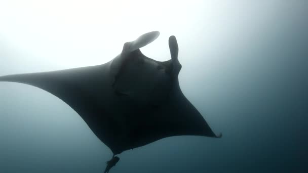 Dev Manta Ray Birostris okyanus deniz deniz yaşamı. — Stok video