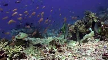 Temiz deniz resif içinde mavi balık sürüsü.