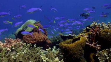 Yiyecek aramaya resif üzerinde çok mavi balık.