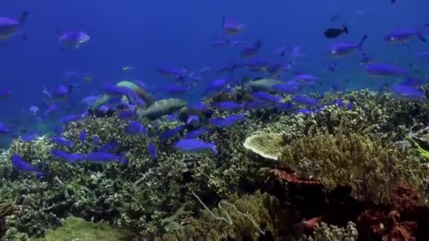 Viele blaue Fische am Riff auf Nahrungssuche. — Stockvideo