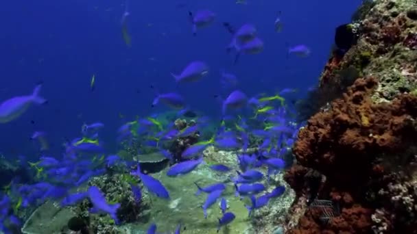 Många blå fiskar på revet letar efter mat. — Stockvideo