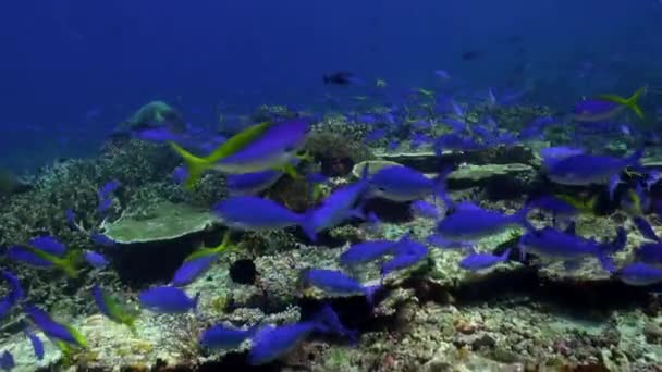Veel blauwe vis op het rif op zoek naar voedsel. — Stockvideo