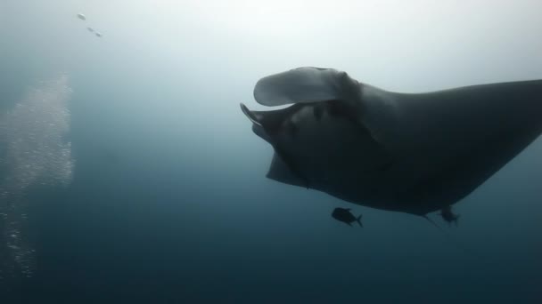 Riesenmanta ray birostris Ozean Meereslebewesen. — Stockvideo