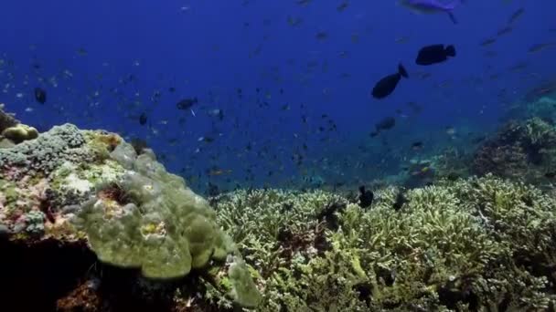 School van blauwe vissen in het schone zee reef. — Stockvideo