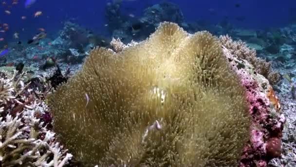 Clownfische, Anemonen unter Fischschwärmen am Riff. — Stockvideo