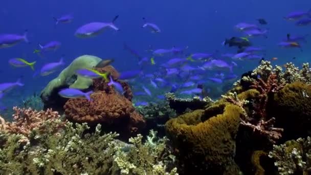 Beaucoup de poissons bleus sur le récif à la recherche de nourriture . — Video