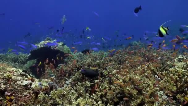 Escola de peixes azuis no recife de mar limpo . — Vídeo de Stock