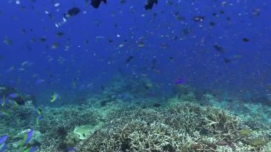 Temiz deniz resif içinde mavi balık sürüsü.