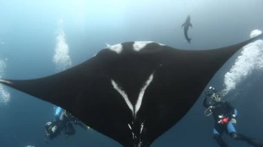 Blu deniz suyunda bir dalgıçlar yakınında yüzme Manta.