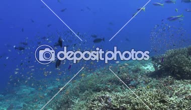 Temiz deniz resif içinde mavi balık sürüsü.