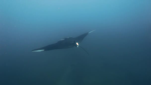 Manta em busca de comida em águas azuis do oceano . — Vídeo de Stock