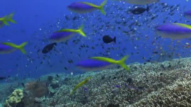 Escuela de peces azules en el arrecife de mar limpio . — Vídeos de Stock