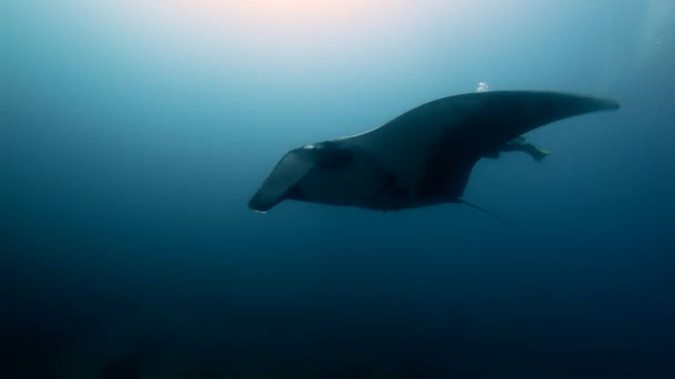 Gigante Manta Ray Birostris Oceano Mar Marinha Vida . — Vídeo de Stock