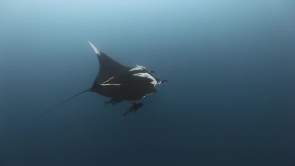 Manta, óceán kék vizében élelmet keresve. — Stock videók