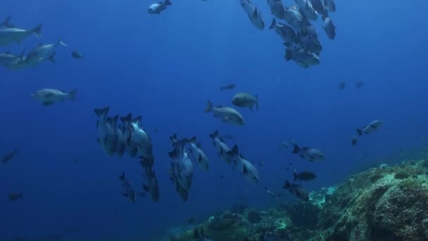 Escuela de peces azules en el arrecife de mar limpio . — Vídeos de Stock