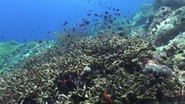 Escola cinzenta de peixes azuis no recife de mar limpo. — Vídeo de Stock