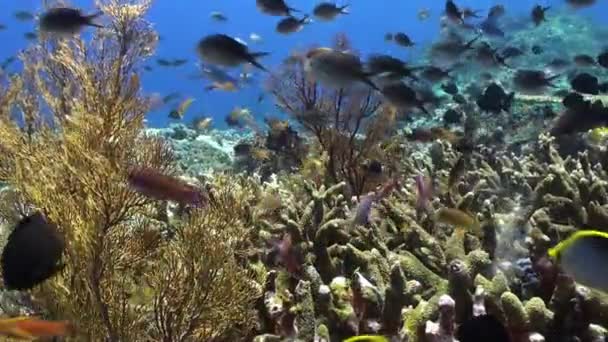 Escuela Gris de peces azules en el arrecife de mar limpio . — Vídeos de Stock