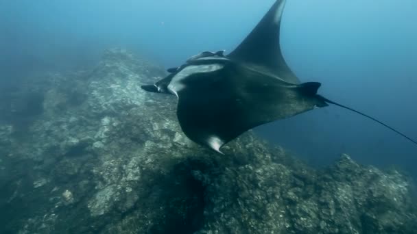 Manta Ray bajo el agua entre arrecifes y buceadores . — Vídeos de Stock