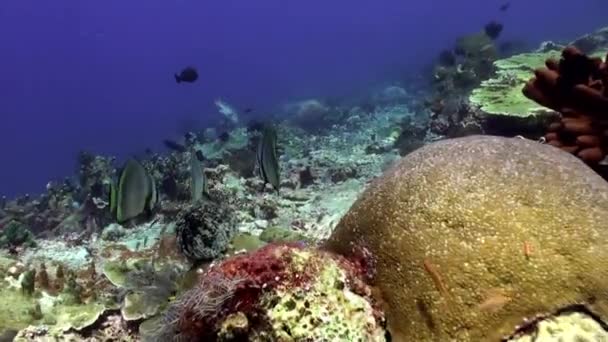 School van blauwe vissen in het schone zee reef. — Stockvideo