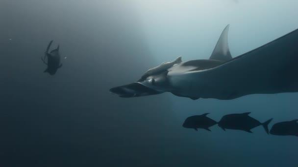 Dev Manta Ray Birostris okyanus deniz deniz yaşamı. — Stok video