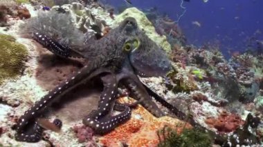 Güzel ahtapot avlamak için yiyecek deniz resif üzerinde.