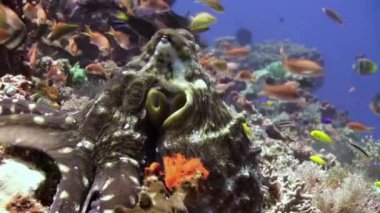 Güzel ahtapot avlamak için yiyecek deniz resif üzerinde.