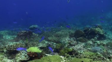 Temiz deniz resif içinde mavi balık sürüsü.