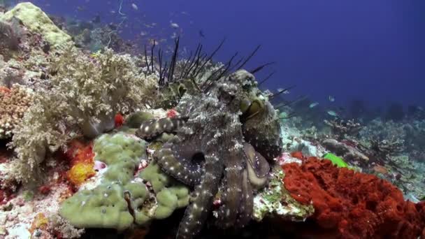 美丽的八达通在海礁上寻找食物. — 图库视频影像