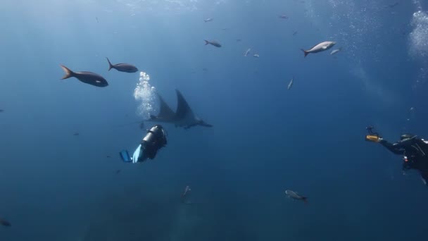 Manta nuota vicino a un subacqueo in acqua di mare blu . — Video Stock