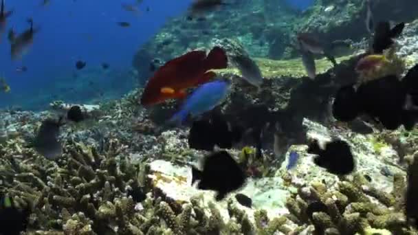 Le mérou rouge dans un banc de poissons colorés . — Video