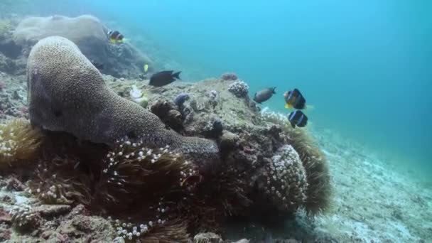El mundo submarino de Bali Indonesia . — Vídeo de stock