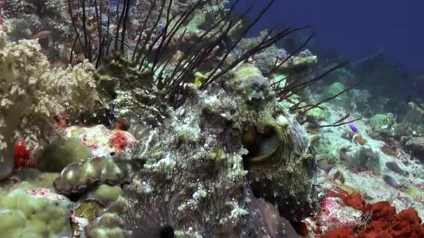 Bella caccia al polpo per il cibo sulla barriera corallina . — Video Stock