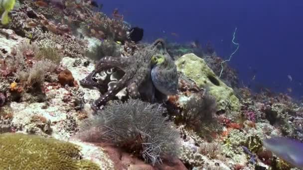 Hermosa caza de pulpo para la comida en el arrecife de mar . — Vídeo de stock