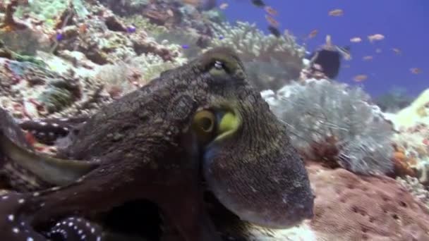 Pulpo en el arrecife en busca de su favorito . — Vídeos de Stock