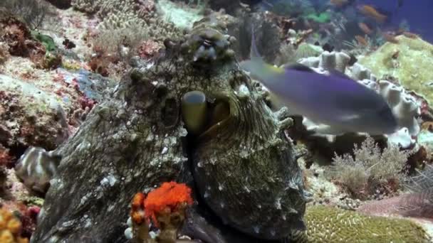 海の岩礁に食糧を捜す美しいタコ. — ストック動画