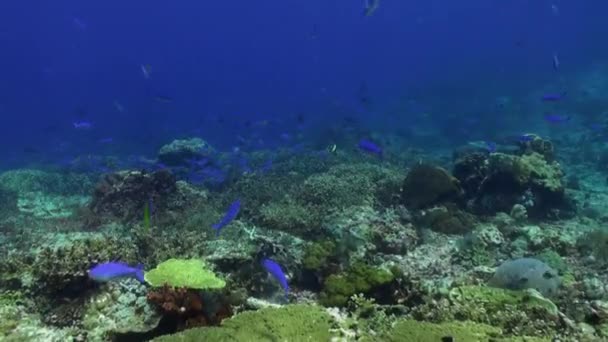 学校的蓝色的鱼在清洁的海水礁. — 图库视频影像