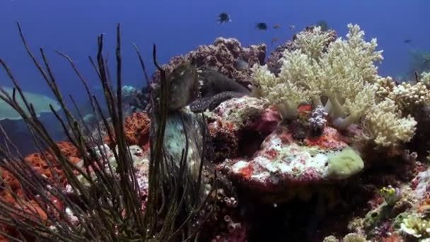 Dua gurita bercinta di karang laut . — Stok Video