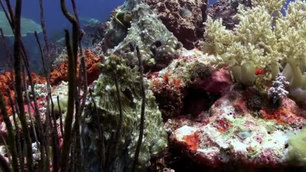 Deux pieuvres faisant l'amour sur le récif marin . — Video