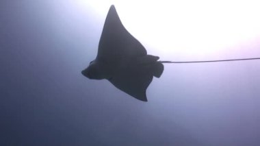 Stingray yiyecek bulmak suda yüzüyor.