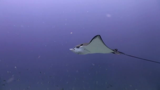 Stingray nage dans l'eau à la recherche de nourriture . — Video