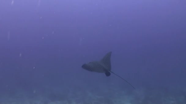 Stingray плавает в воде в поисках пищи . — стоковое видео