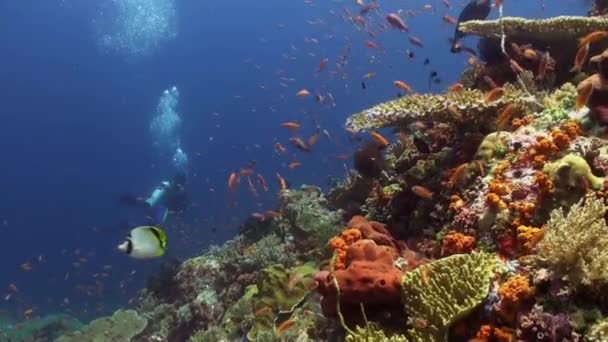 Mergulhador no recife entre escolas de peixes coloridos . — Vídeo de Stock